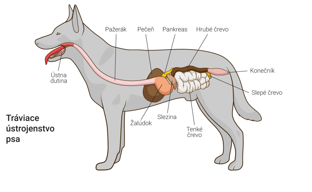 CALIBRA - VD - podklady pro SK - Gastrointestinal - 7-21