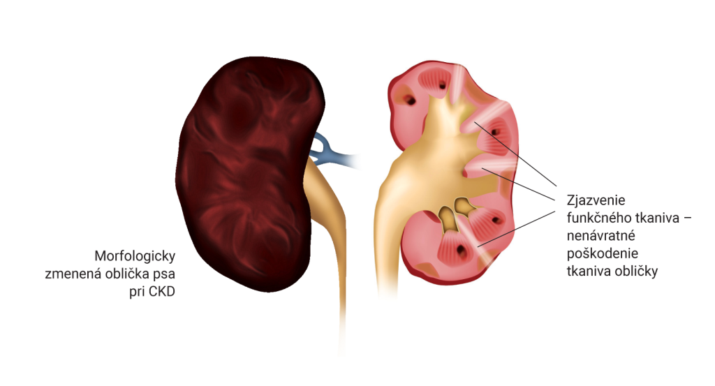 CALIBRA - VD - podklady pro SK - Renal & Cardiac-2 - 7-21