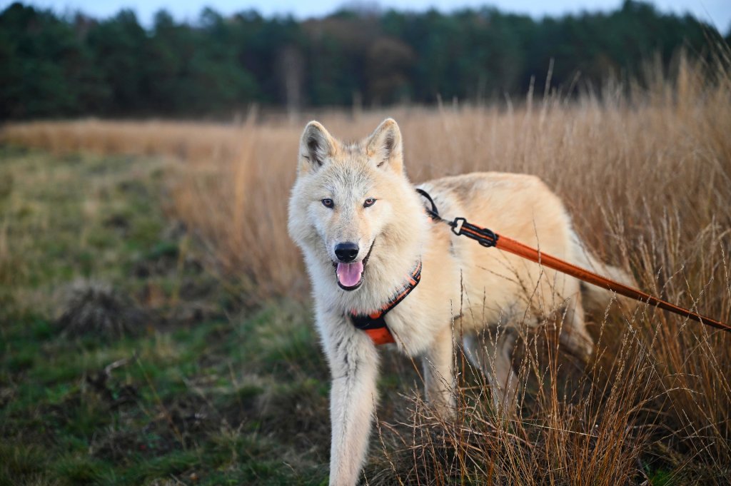 wolfdog-5774194_1920