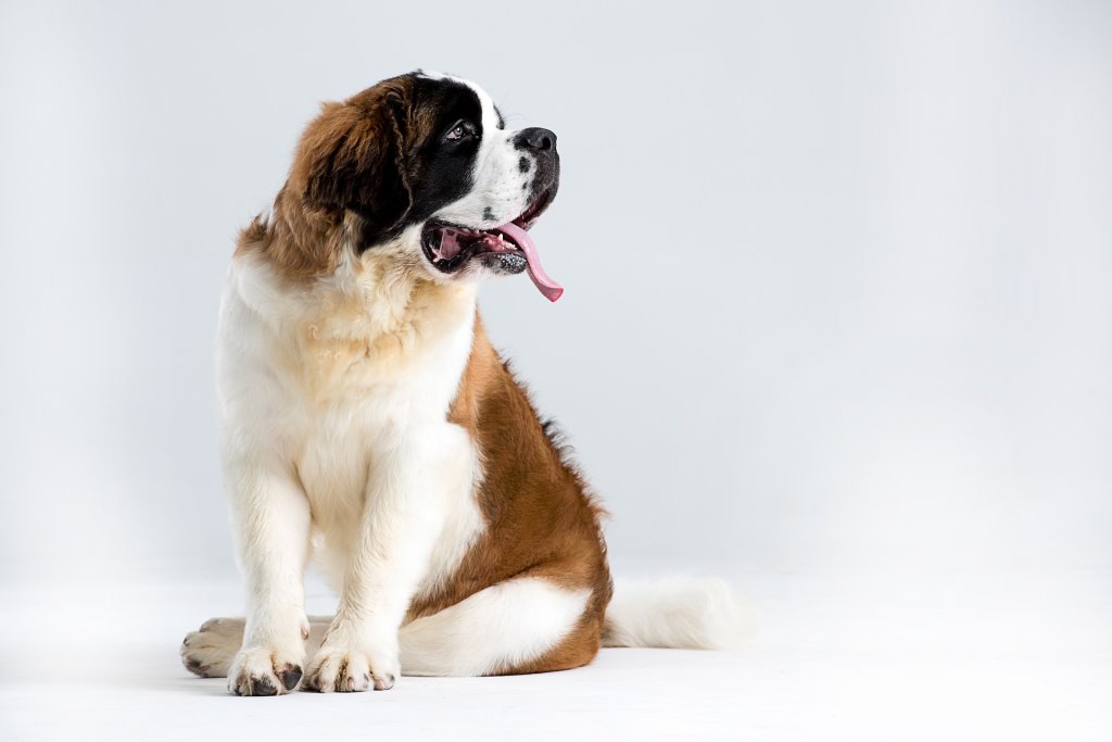 st-bernard-outdoor-3485788_1920