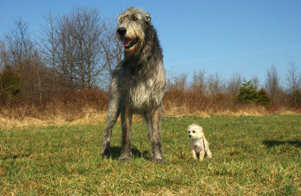 irish-wolfhound-85578_1920