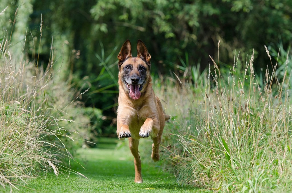 malinois-662784_1920