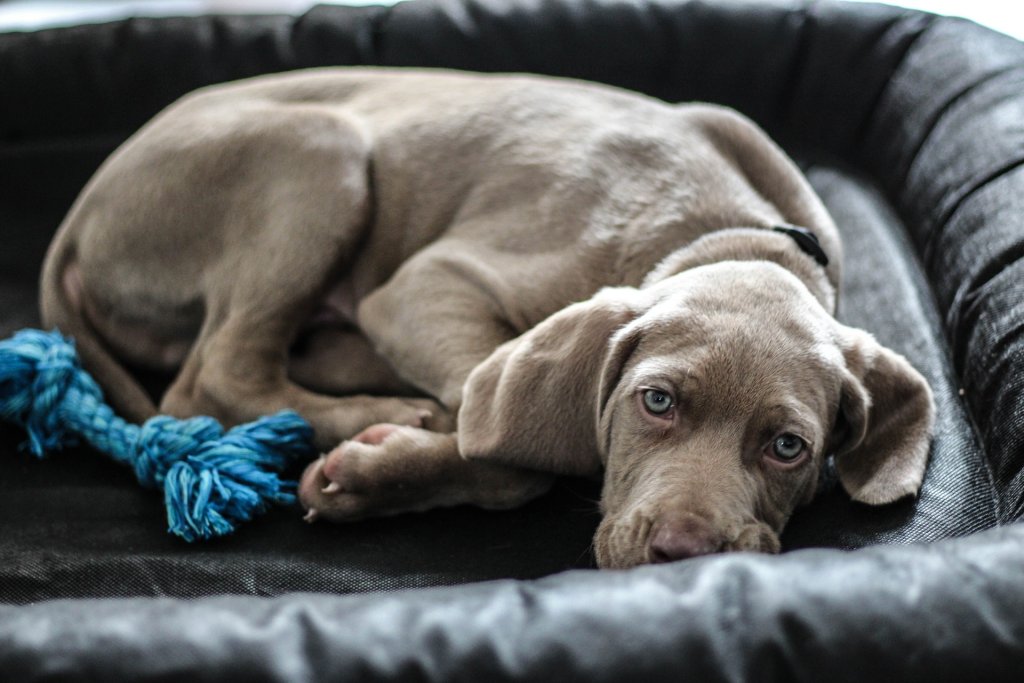 weimaraner-1381184_1920