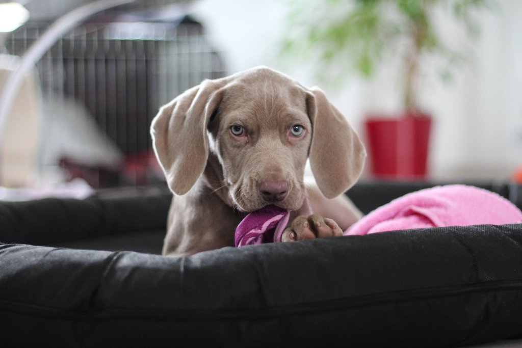 weimaraner-1381187_1920