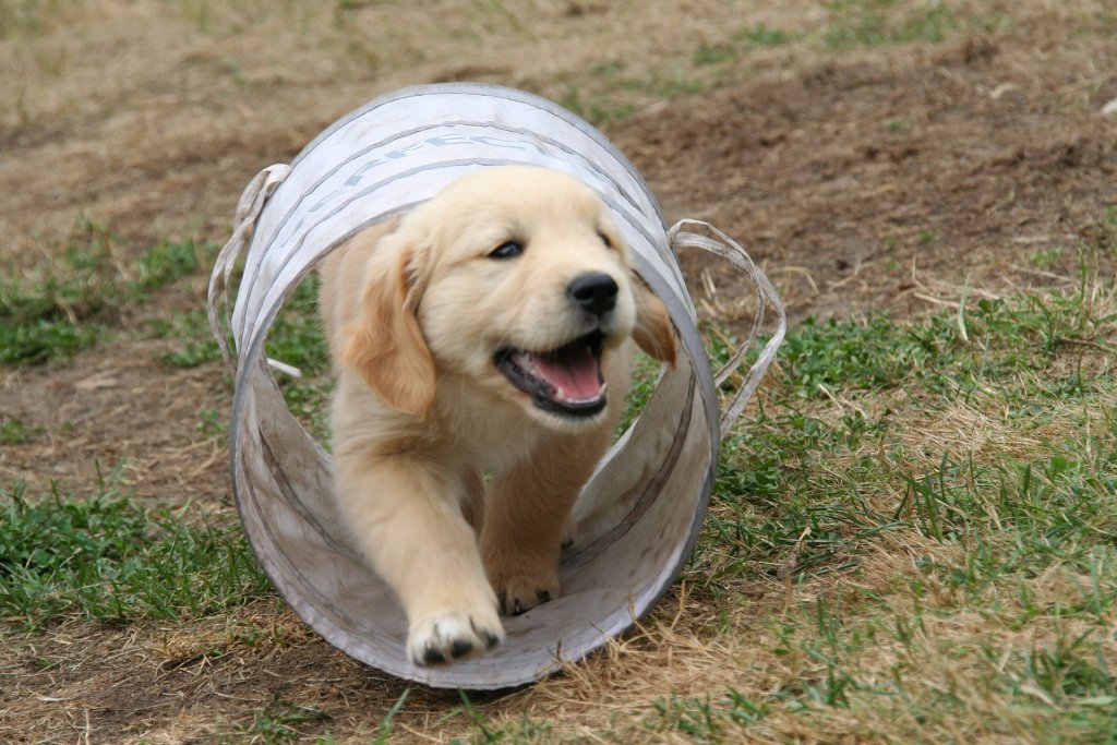 golden-retriever-puppy-2706681_1920