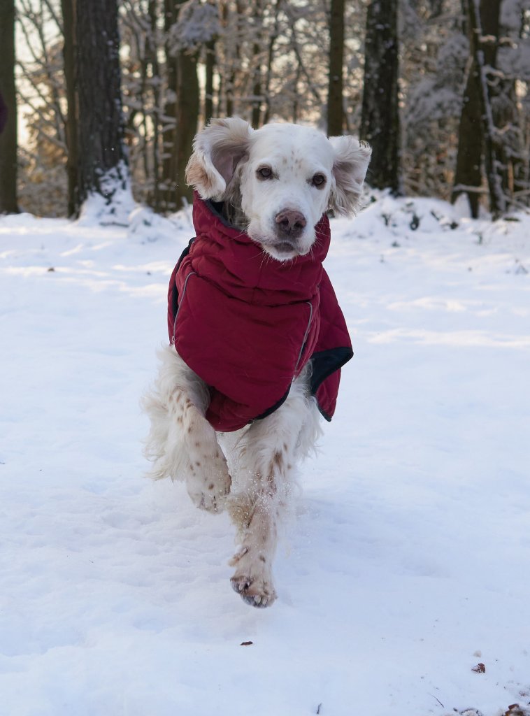 english-setter-5944767_1920