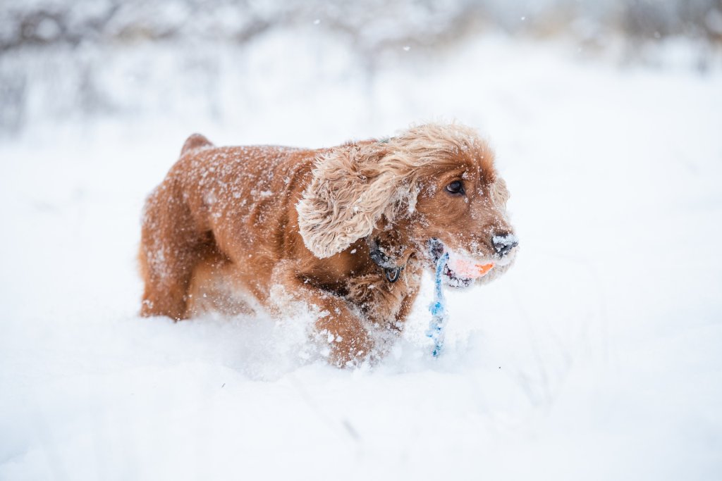 cocker-spaniel-5921632_1920