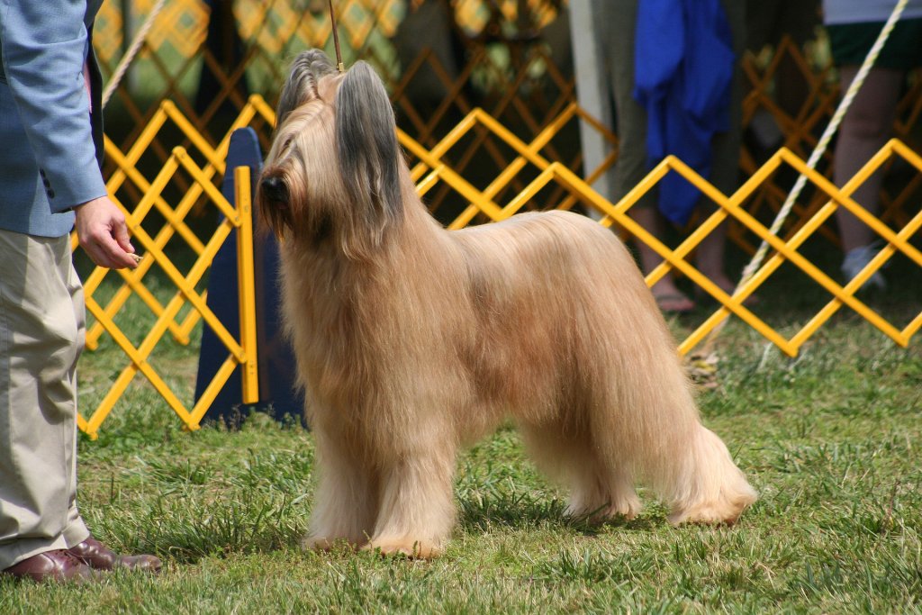 dog-show-geacb053be_1920