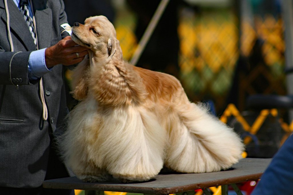 dog-show-ga793af862_1920