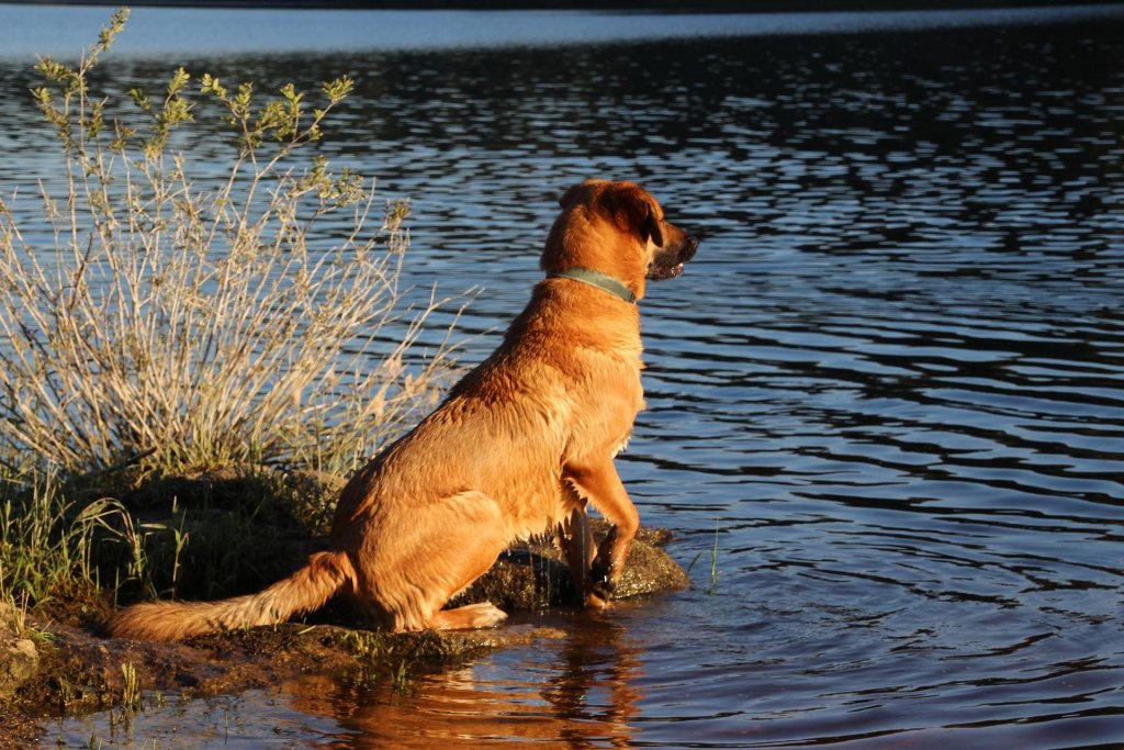 pes u vody