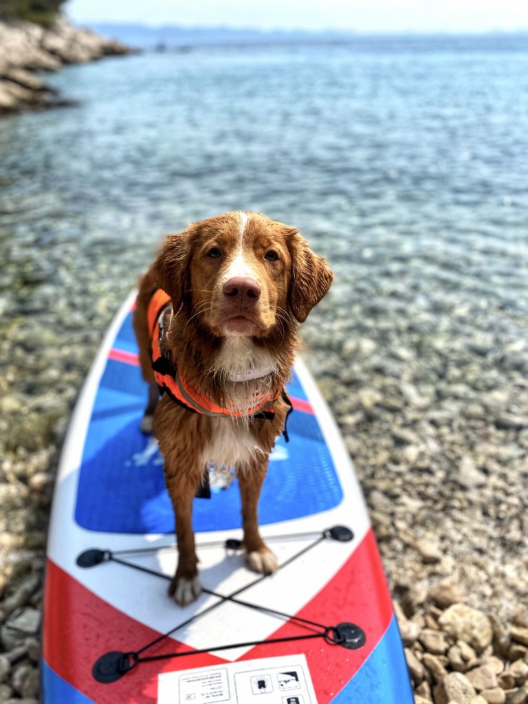 pes paddleboard