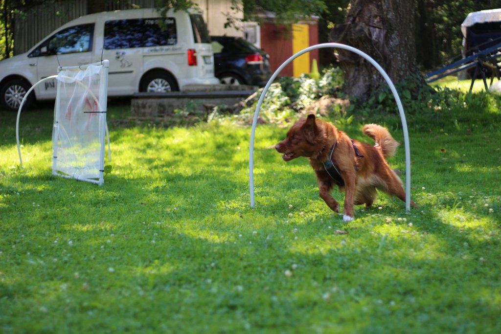 hoopers_2