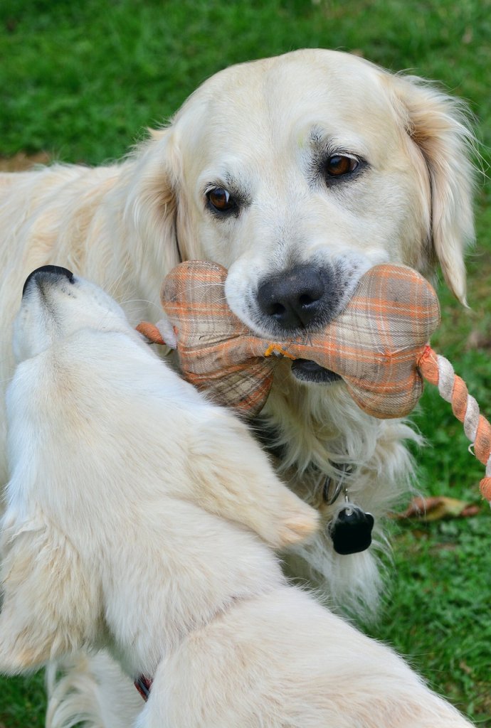 golden-retriever-gc0d84c551_1280