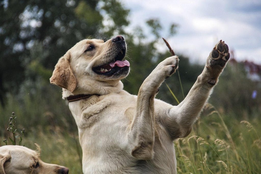 labrador-5488084_1280