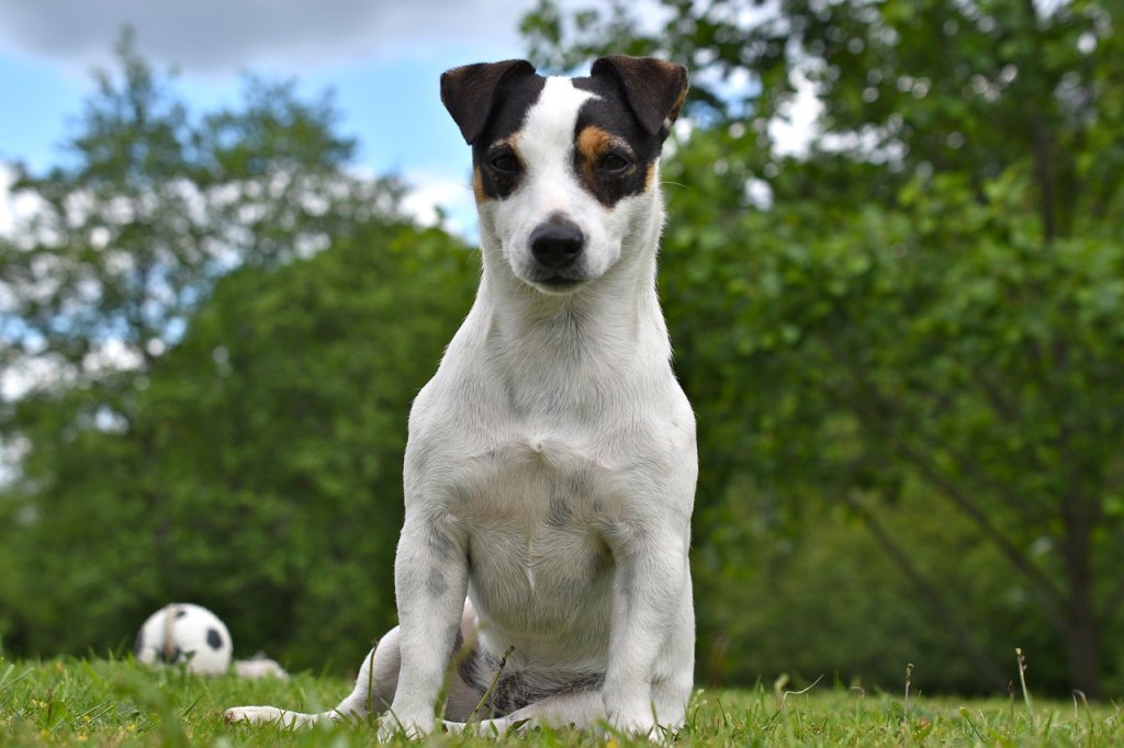 Jack Russel