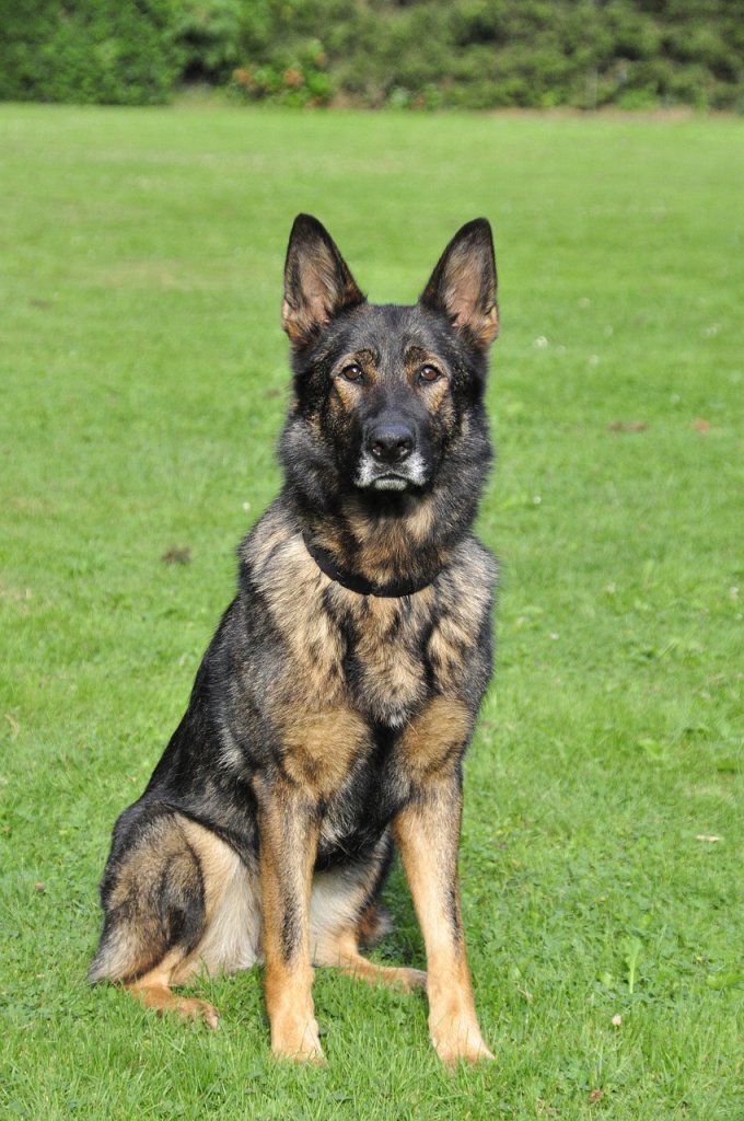 german-shepherd-172999_1280