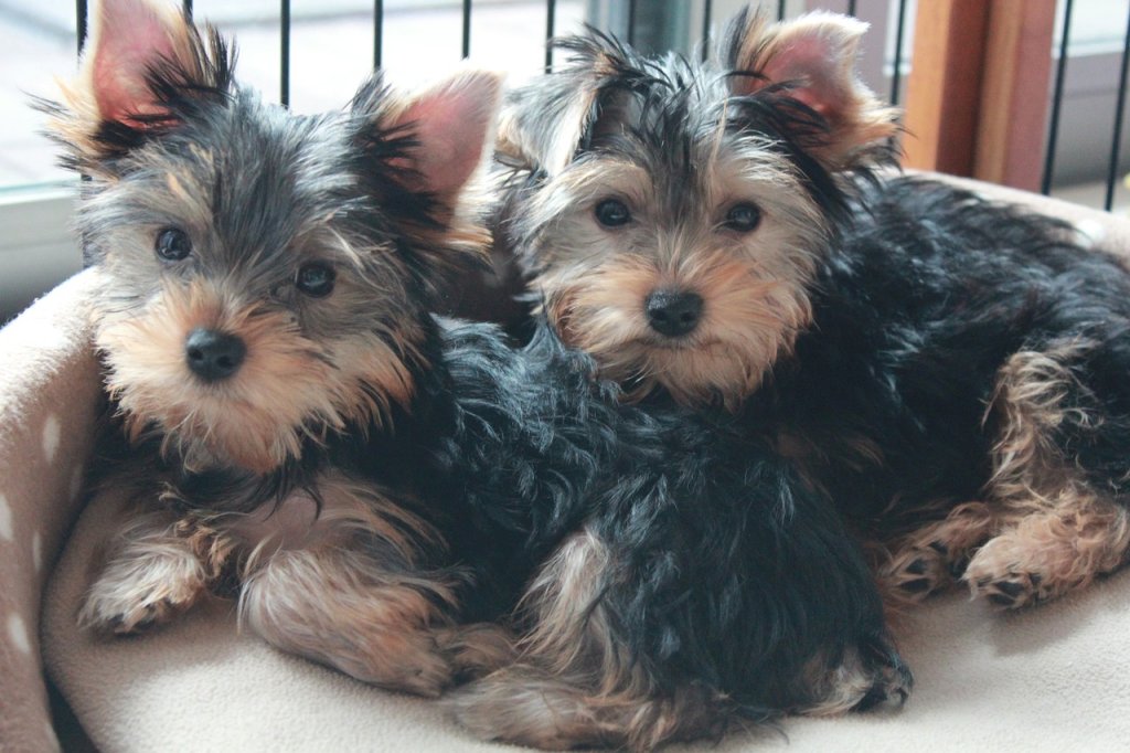 yorkshire-terrier-1718023_1280