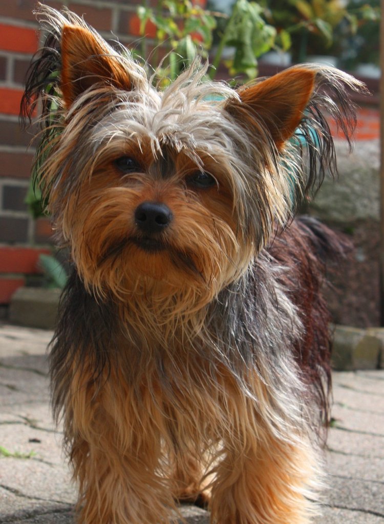 yorkshire-terrier-3770415_1280