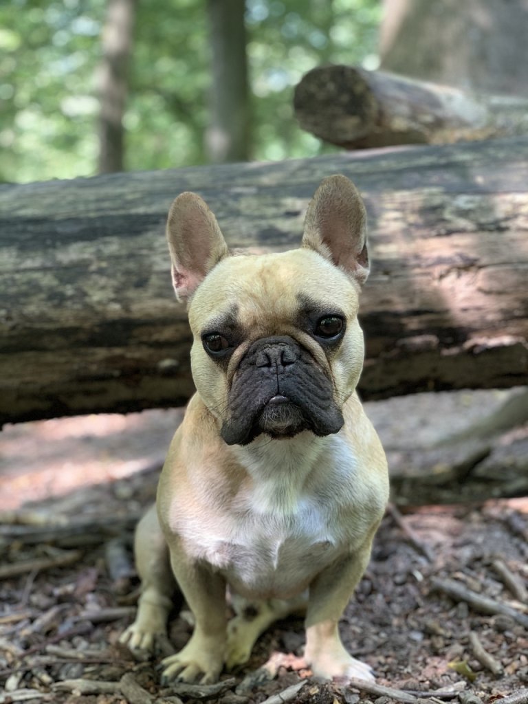 french-bulldog-5857216_1280