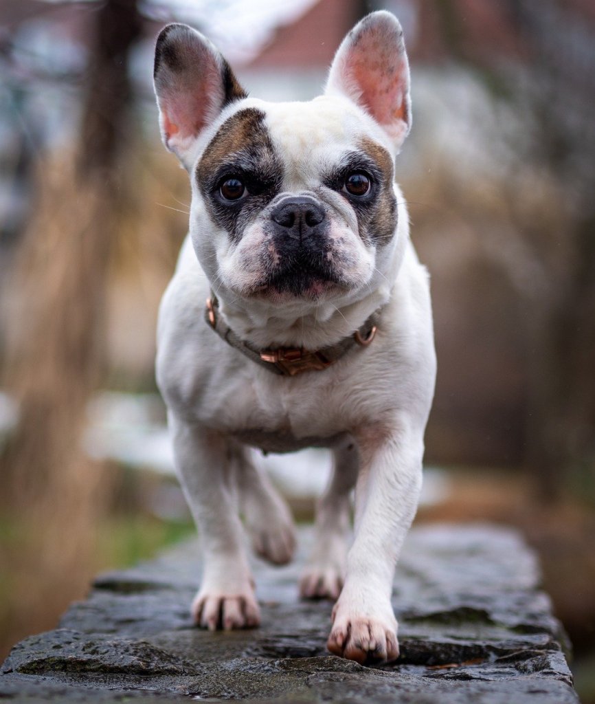 dog-7741103_1280
