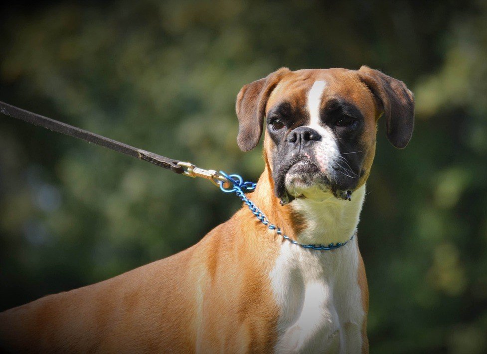 boxer-2752260_1280 (1)
