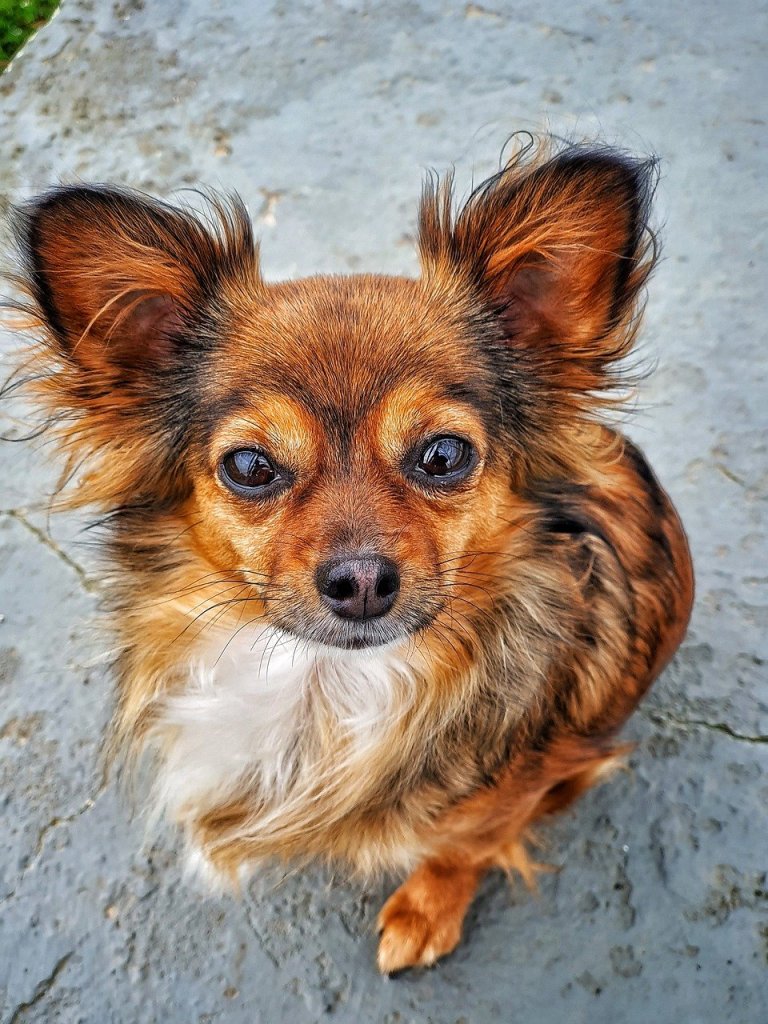chihuahua-8304878_1280