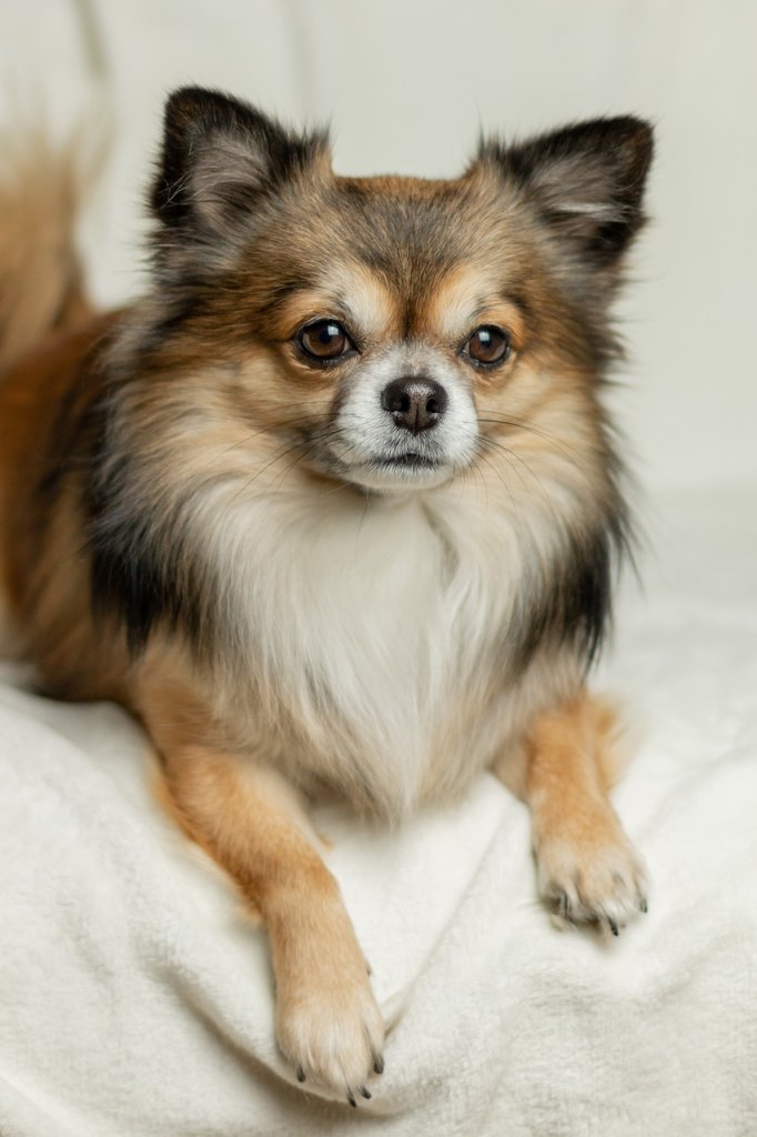 chihuahua-3891719_1280