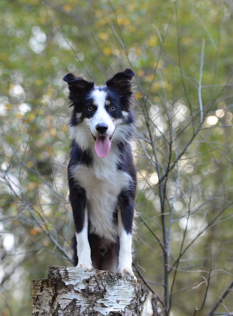 border-collie-665162_1280
