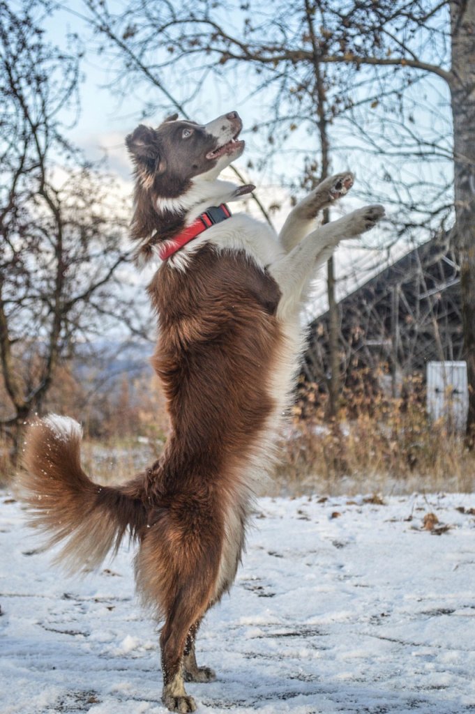 border-collie-4572772_1280