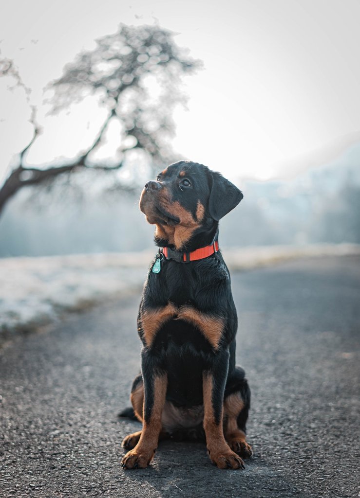 dog-7514205_1280