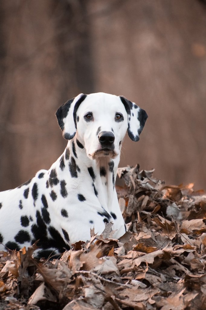 dalmatian-4016678_1280