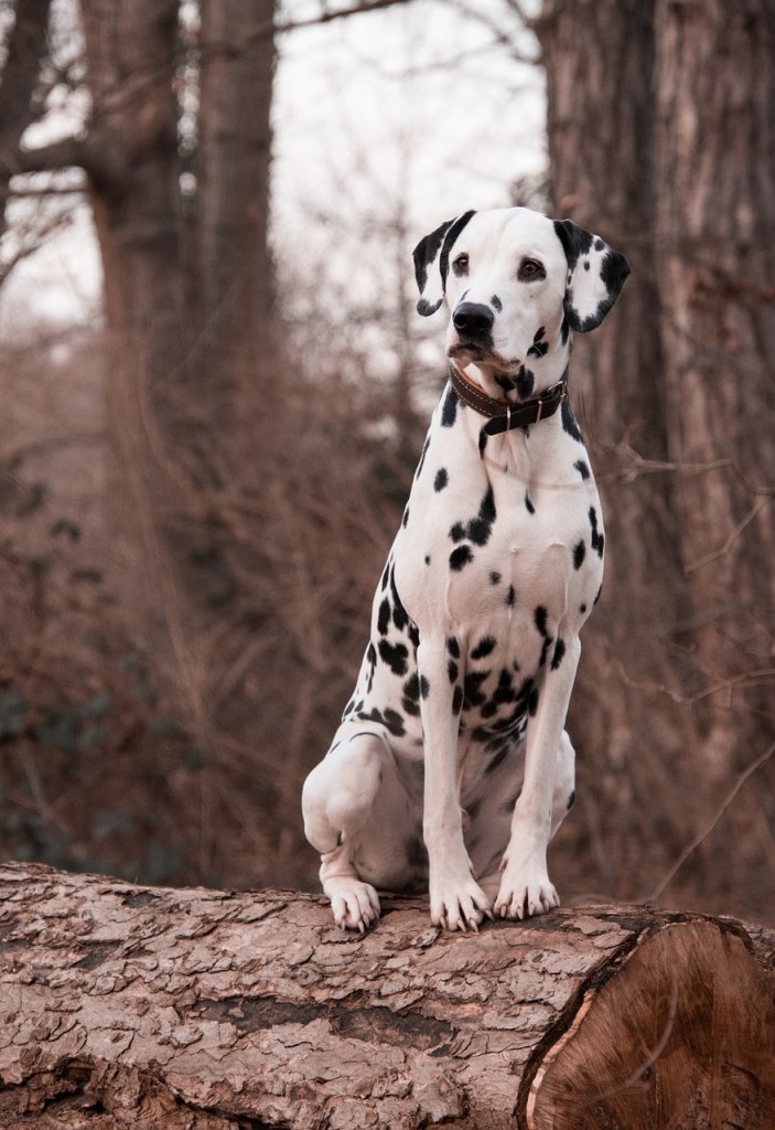 dog-3386009_1280