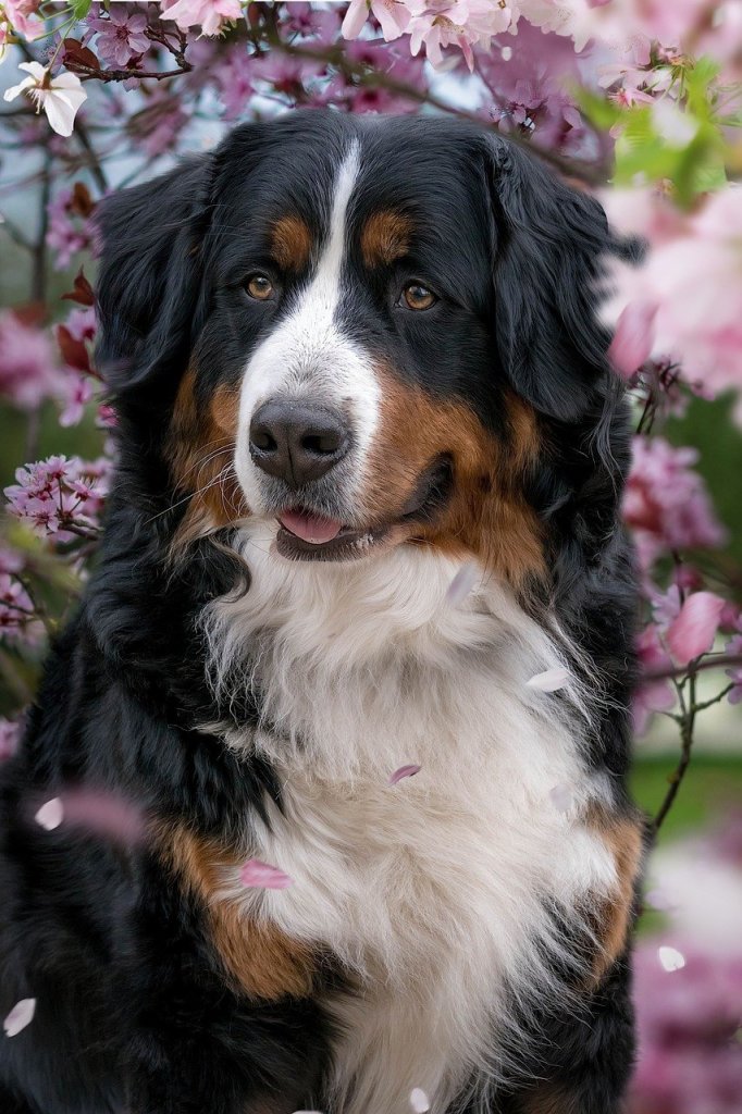 bernese-mountain-dog-7928156_1280