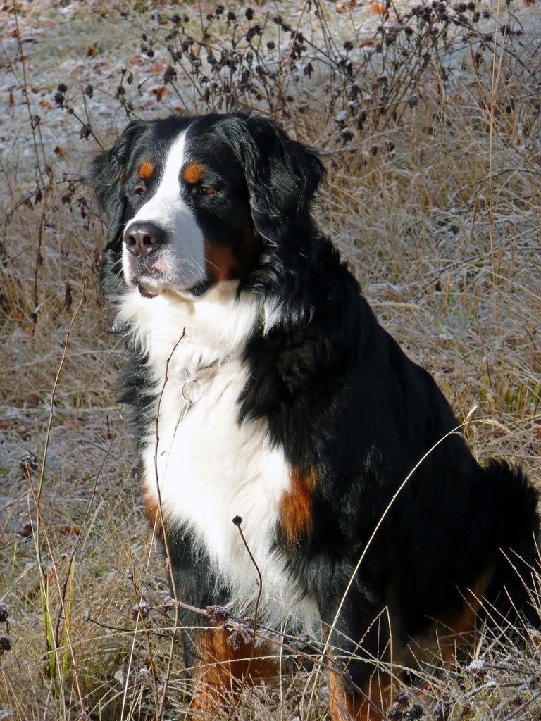 bernese-mountain-dog-51473_1280