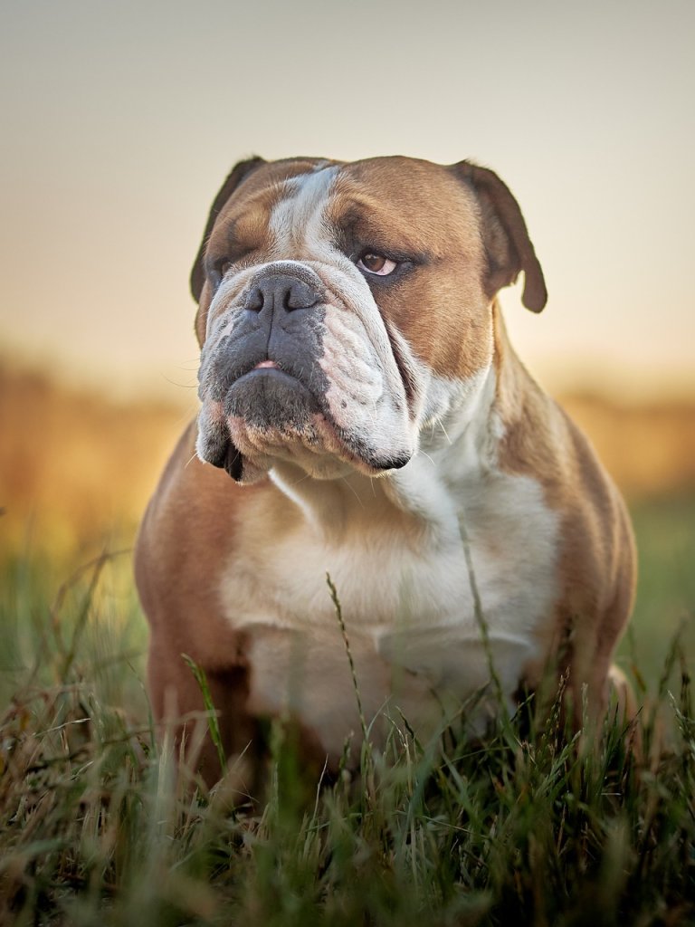 english-bulldog-7258122_1280