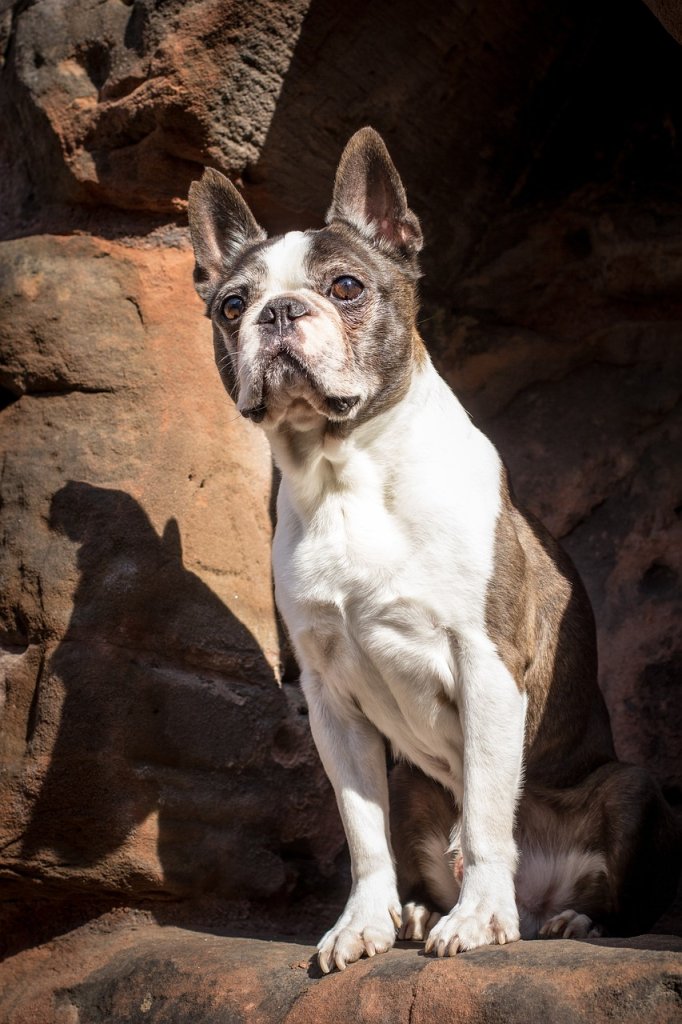 dog-3707247_1280