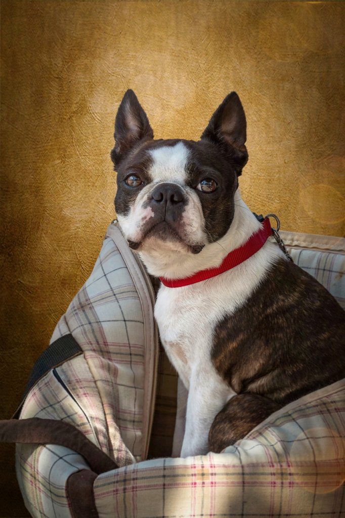boston-terrier-7313360_1280