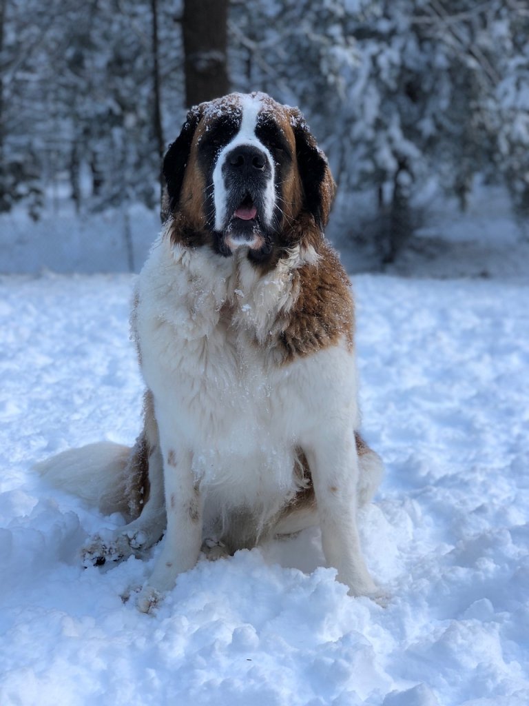 dog-5084007_1280