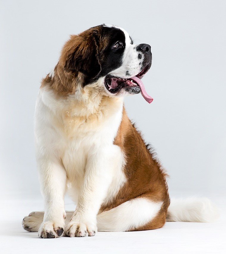 st-bernard-outdoor-3485788_1280