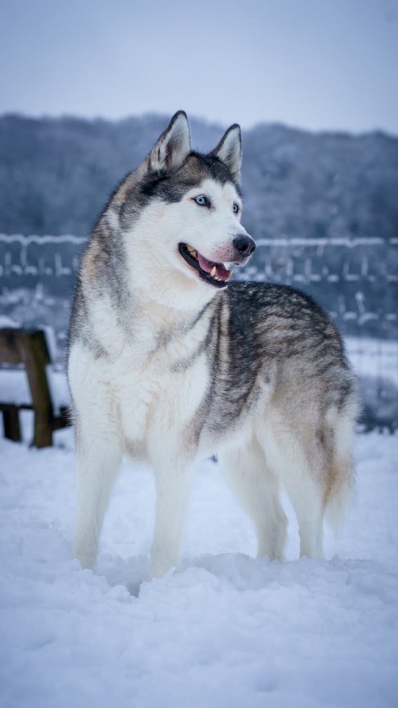 winter-7839076_1280