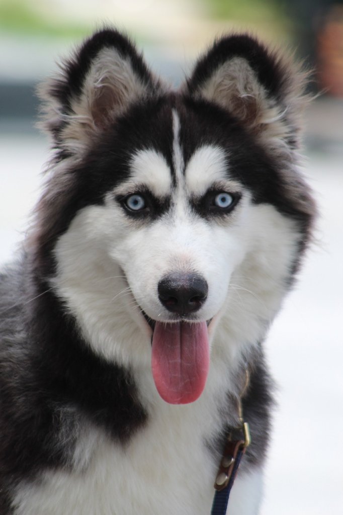 beautiful-eyes-5249165_1280