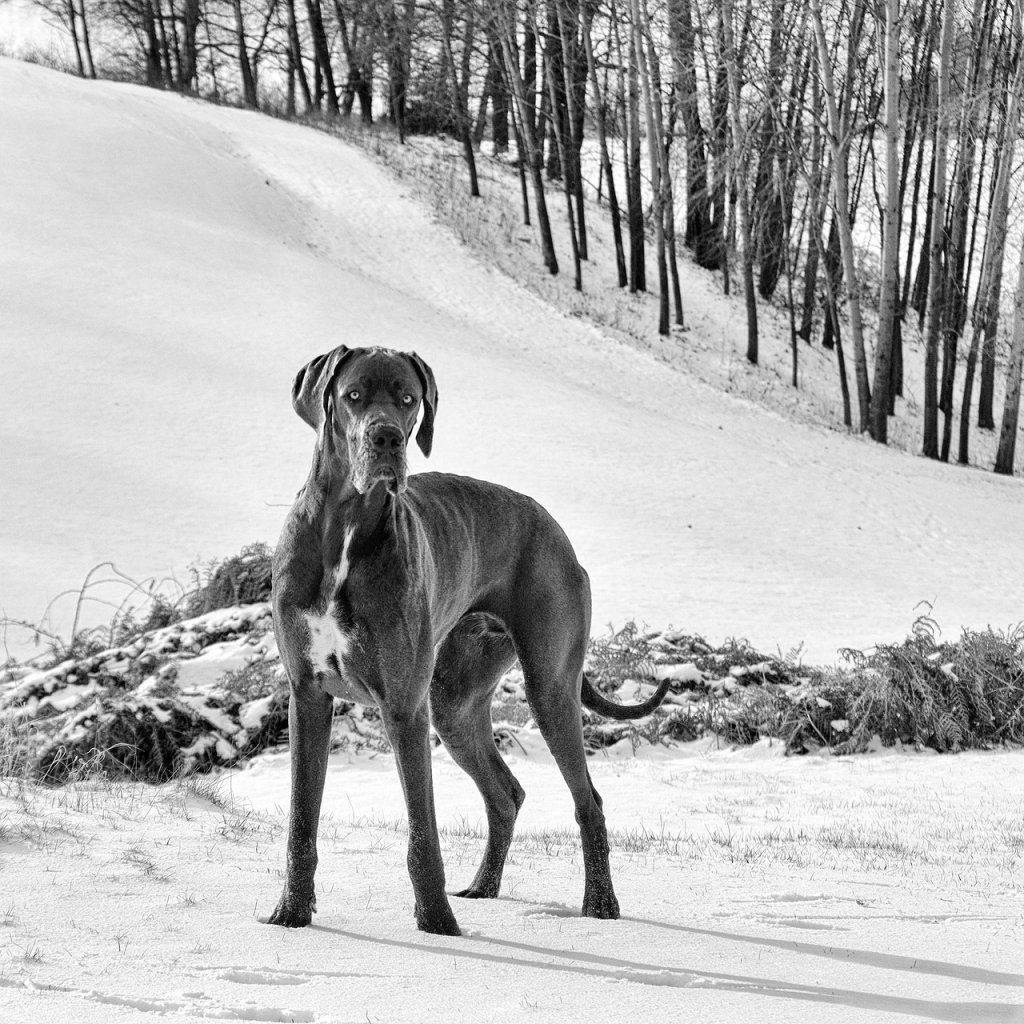 great-dane-3021885_1280
