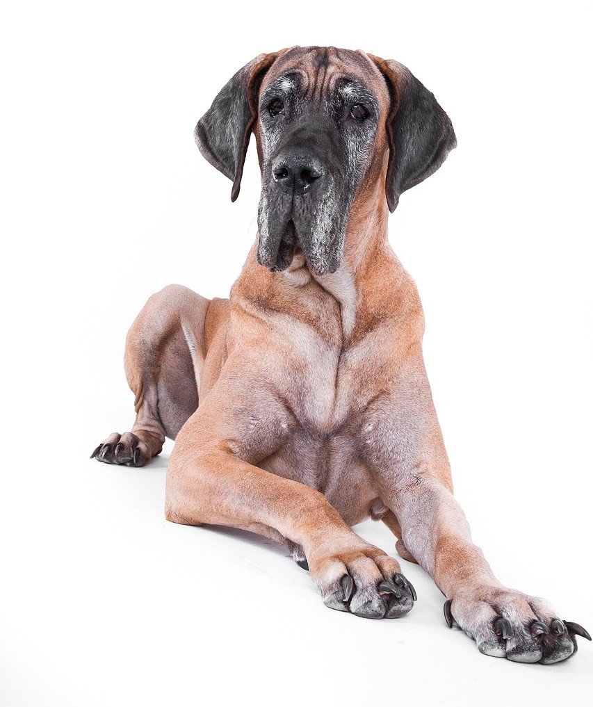 dog-1275207_1280