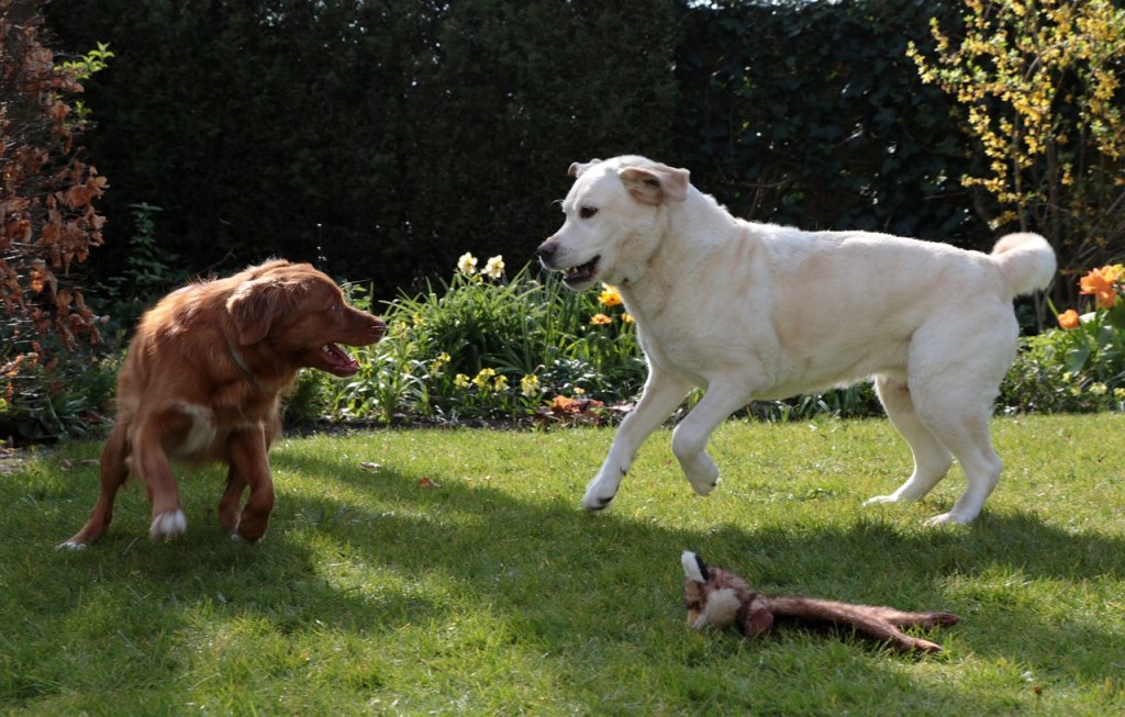 dogs-5034453_1280