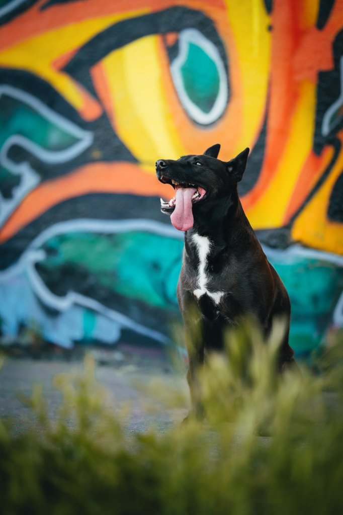 DSC_8845-puberta_dog2