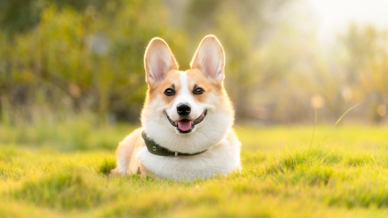 dog-4988985_1920