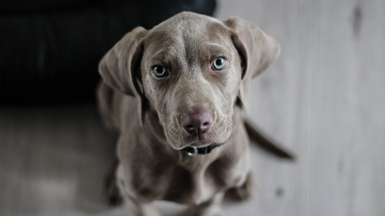 weimaraner-1381186_1920
