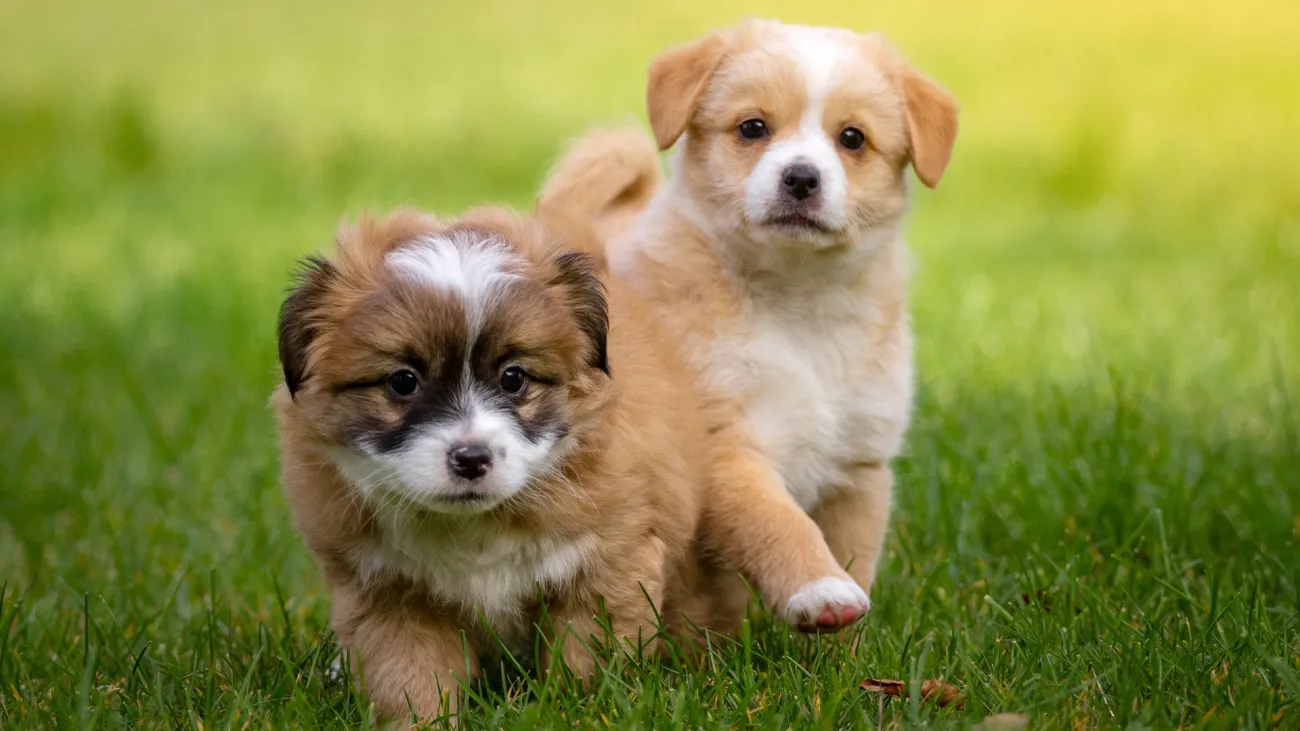 animal-1134504_1920