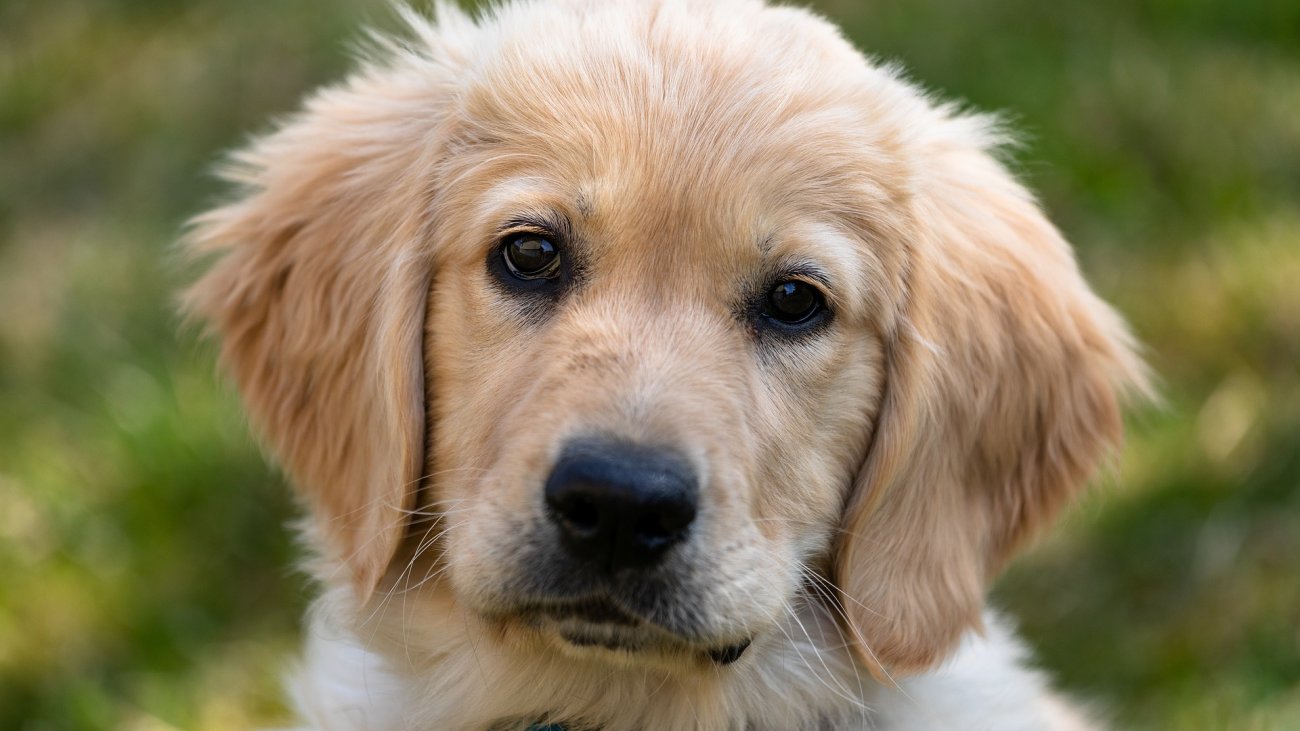 golden-retriever-4135265_1920