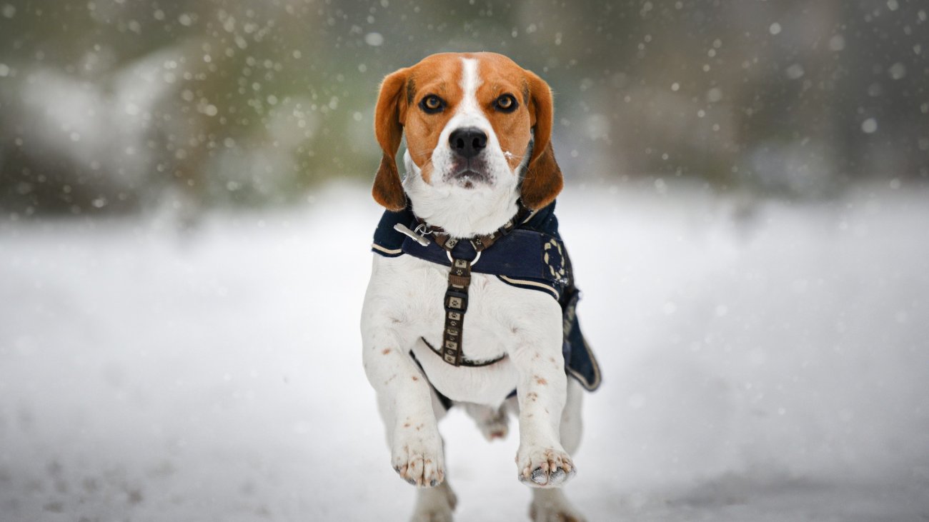beagle-6040418_1920